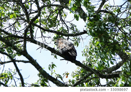 Forest carving 33098697