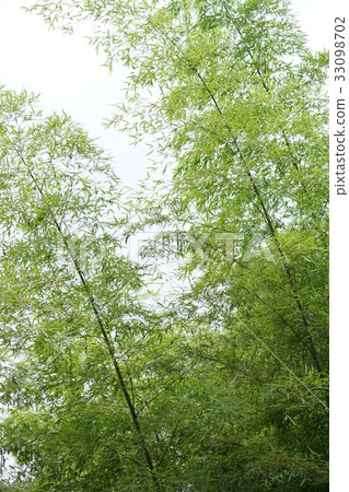  Bamboo grove 33098702