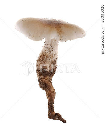 termite mushroom isolated on white background. termite mushroom isolated on white background. 33099020