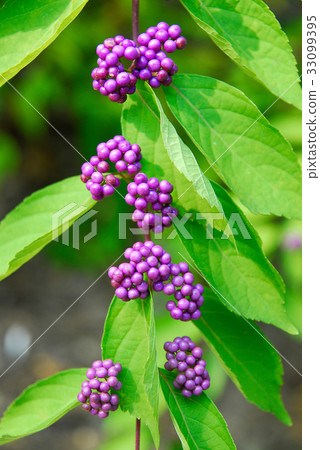 A little harpoon tree A little harpoon tree 33099395