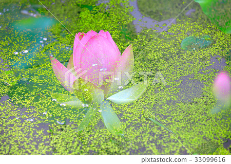 蓮花，米飯，夏天，多槍 33099616