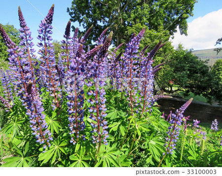 Iceland lupine flowers 2017 Iceland lupine flowers 2017 33100003