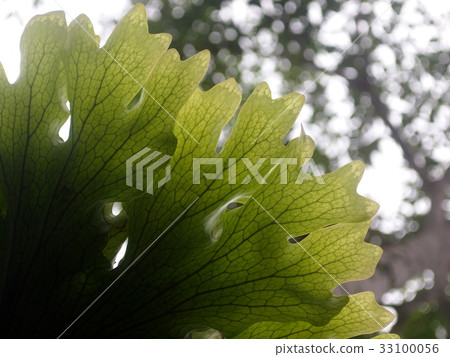 green tropical forest jungle large size fern leaf 33100056