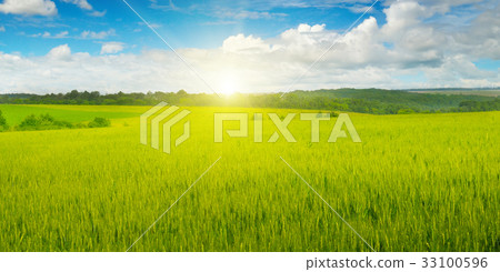 wheat field and sun in blue sky 33100596