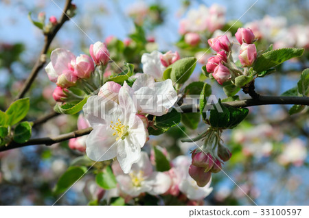 Flowers of an apple tree. 33100597