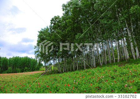Farm Tomita Poppy Field and Birch Tree 33102702