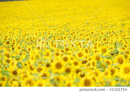 One side sunflower (background) One side sunflower (background) 33102754