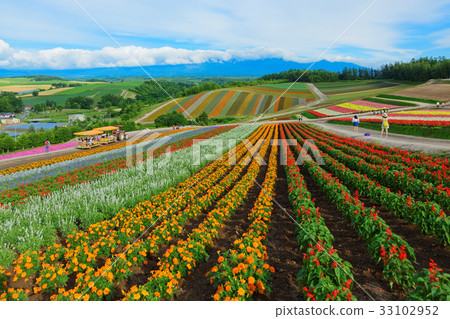 Biei Colorful Shikisai Hill 33102952