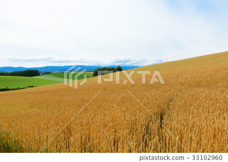 美瑛全景路區的麥田 33102960