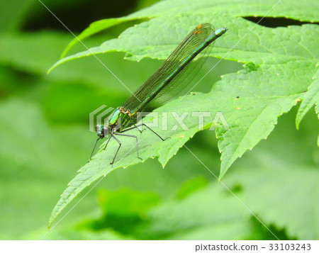 蜻蜓 蜻蜓 33103243