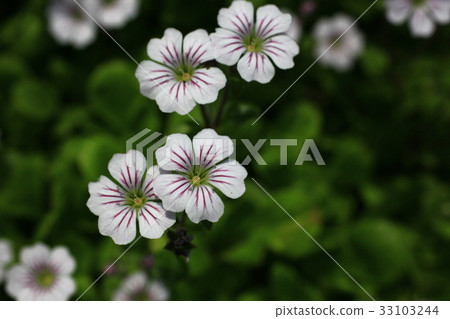 地毯扇貝 33103244