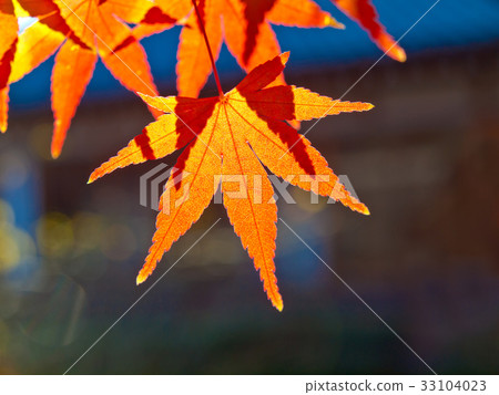 Bright autumn leaves 33104023