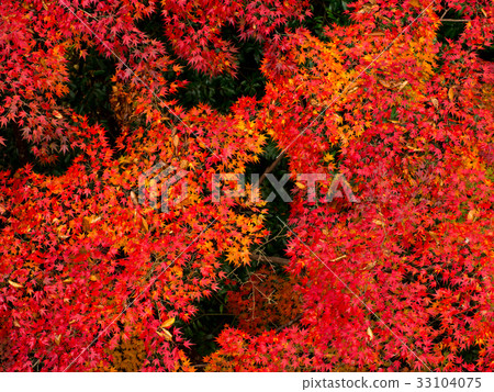 秋天的樹葉 秋天的樹葉 33104075