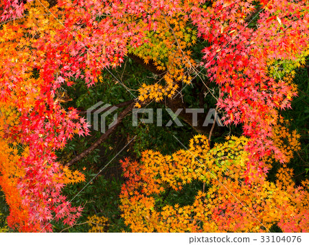 山的秋葉 山的秋葉 33104076