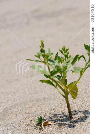 Sunabikisou 33104510