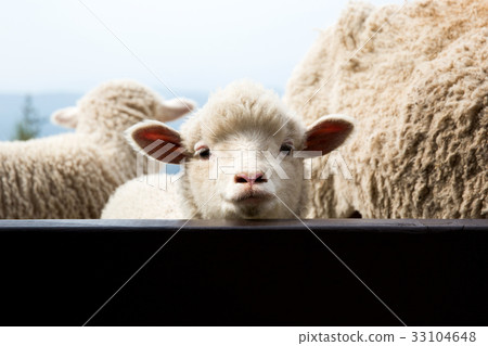 Sheep Ranch，Daegwallyeong，Pyeongchang-gun，江原道，韓國 33104648