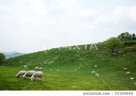 Sheep Ranch, Daegwallyeong, Pyeongchang-gun, Gangwon-do, Korea 33104649