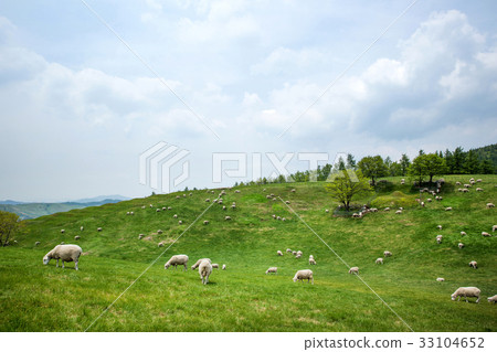 Sheep Ranch, Daegwallyeong, Pyeongchang-gun, Gangwon-do, Korea 33104652