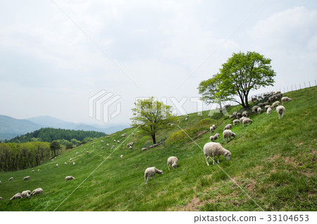 Sheep Ranch，Daegwallyeong，Pyeongchang-gun，江原道，韓國 33104653