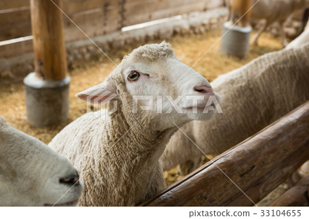 Sheep Ranch，Daegwallyeong，Pyeongchang-gun，江原道，韓國 33104655