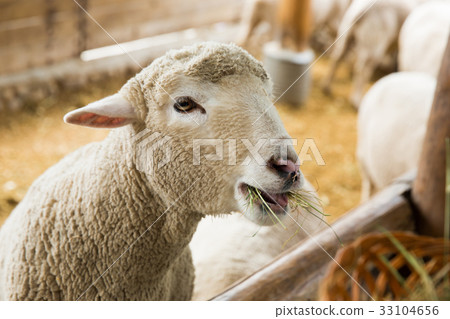 Sheep Ranch，Daegwallyeong，Pyeongchang-gun，江原道，韓國 33104656