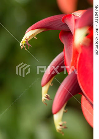 Red flowers blooming in summer Red flowers blooming in summer 33104740