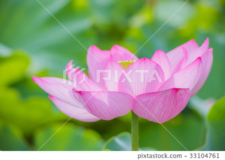 蓮花,蓮花,蓮花,蓮花,粉紅花,大花,夏花,初夏,水邊花, 蓮花,蓮花,蓮花,蓮花,粉紅花,大花,夏花,初夏,水邊花, 33104761
