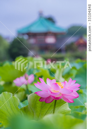 Lotus, lotus, lotus, lotus flower, lotus flower, summer flower, large flower, pink flower, waterside flower Lotus, lotus, lotus, lotus flower, lotus flower, summer flower, large flower, pink flower, waterside flower 33104848