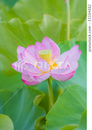 Lotus, lotus flower, lotus, lotus, pink flower, big flower, summer flower, early summer, waterside flower, 33104882