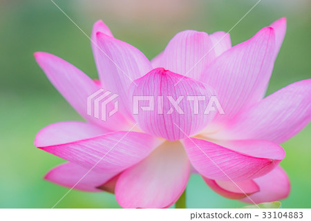 Lotus, lotus flower, lotus, lotus, pink flower, big flower, summer flower, early summer, waterside flower, 33104883