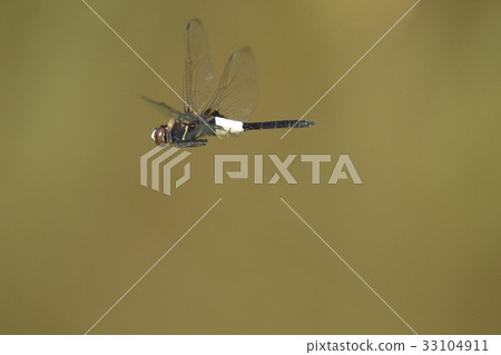 Creatures Insects Kosia Kitonbo, because the color of the waist is missing, "Hidden". White is male, female is yellowish 33104911