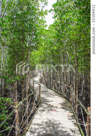 mangrove forest 0 0 33104912