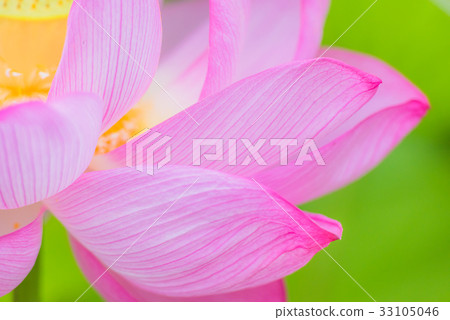 Lotus, lotus flower, lotus, lotus, pink flower, big flower, summer flower, early summer, waterside flower, 33105046