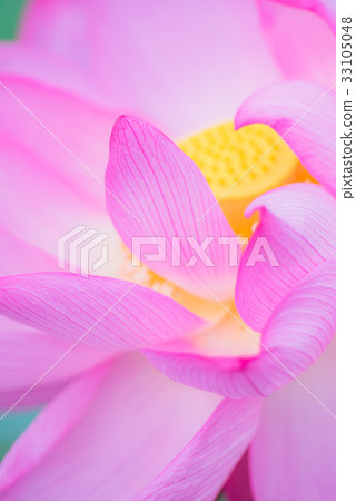 Lotus, lotus flower, lotus, lotus, pink flower, big flower, summer flower, early summer, waterside flower, 33105048