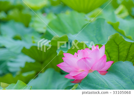 Lotus, lotus flower, lotus, lotus, pink flower, big flower, summer flower, early summer, waterside flower, 33105068