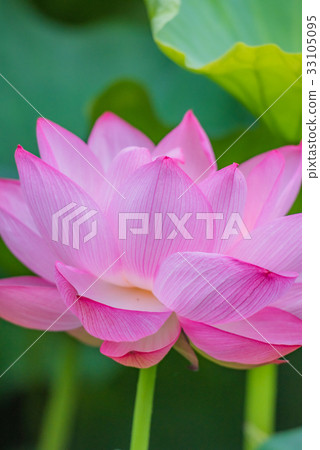 蓮花，蓮花，蓮花，蓮花，粉紅花，大花，夏花，初夏，水邊花， 33105095