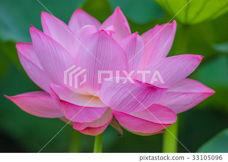 蓮花 蓮花 蓮花 蓮花 粉紅花 大花 夏花 初夏 水邊花 照片素材 圖片 圖庫