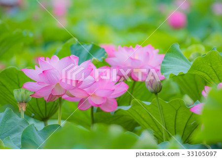 蓮花，蓮花，蓮花，蓮花，粉紅花，大花，夏花，初夏，水邊花， 33105097