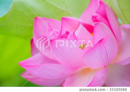 蓮花,蓮花,蓮花,蓮花,粉紅花,大花,夏花,初夏,水邊花, 蓮花,蓮花,蓮花,蓮花,粉紅花,大花,夏花,初夏,水邊花, 33105098