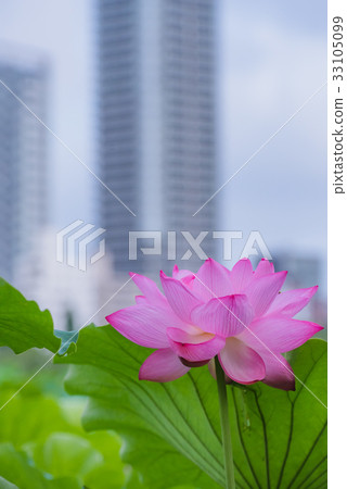 蓮花,蓮花,蓮花,蓮花,粉紅色的花,大花,夏花,初夏,水邊花,市中心 蓮花,蓮花,蓮花,蓮花,粉紅色的花,大花,夏花,初夏,水邊花,市中心 33105099