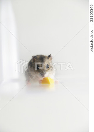Hamster 33105546