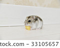 Hamster 33105657