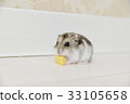 Hamster 33105658