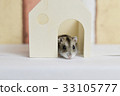 Hamster 33105777