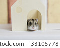 Hamster 33105778