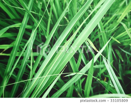 Vetiver Vetiver 33105809
