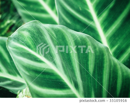 Green leaves background 33105916
