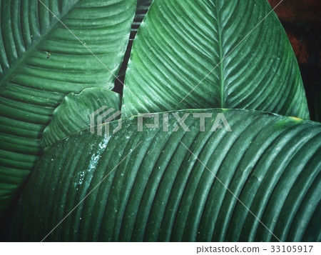 Green leaves background 33105917