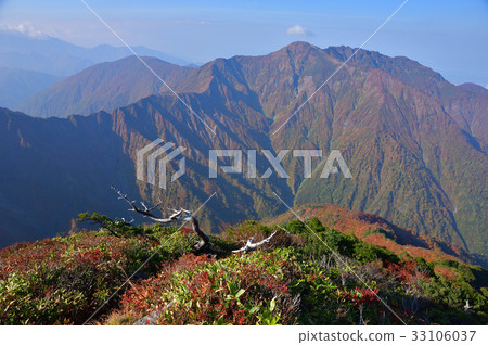 The ridge of autumn leaves from Mt. Echigo Komagatake Gushigahana and Mt. 33106037