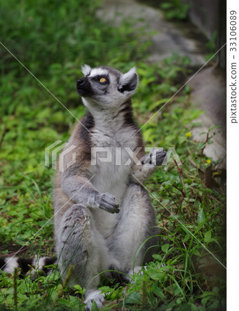 Wolverine lemur 33106089